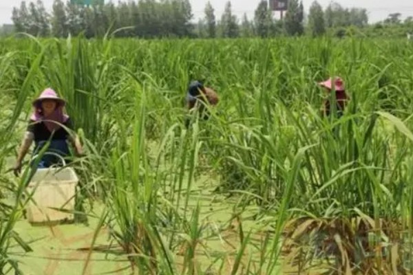 茭白的生长过程介绍，分为萌芽期、分蘖期等