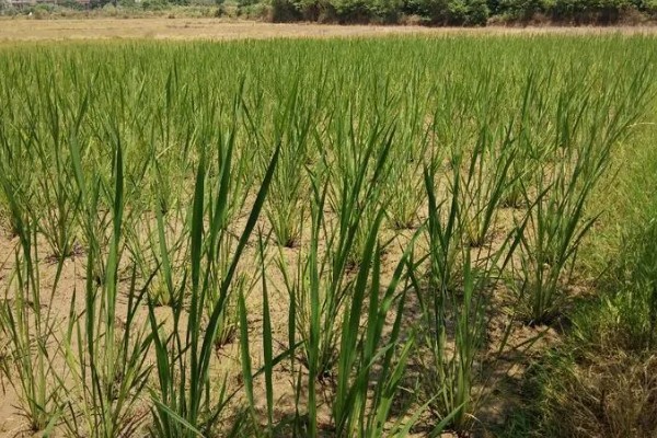 茭白的生长过程介绍，分为萌芽期、分蘖期等