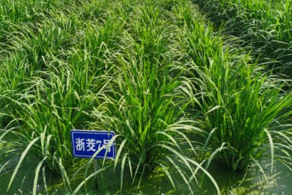 茭白的生长过程介绍，分为萌芽期、分蘖期等