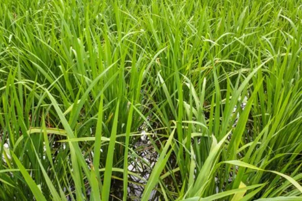 茭白的生长过程介绍，分为萌芽期、分蘖期等