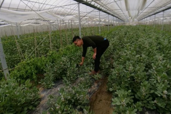 蚕豆什么时候种植,北方在3月上旬到4月中旬播种