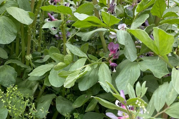 蚕豆什么时候种植,北方在3月上旬到4月中旬播种