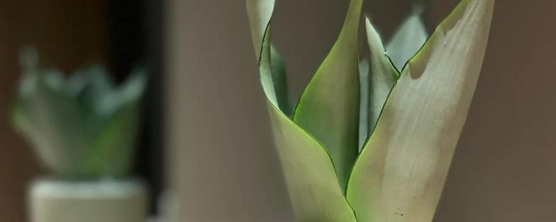 白玉虎皮兰叶片皱褶的原因，可能是过度浇水、遇到强光等因素所致