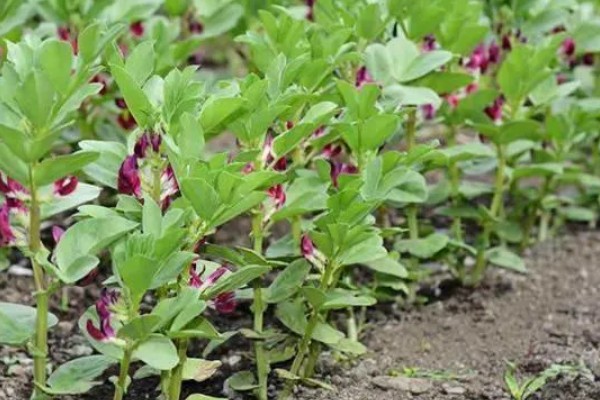 蚕豆什么时候种植,北方在3月上旬到4月中旬播种