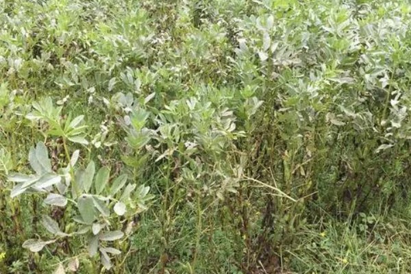 蚕豆什么时候种植,北方在3月上旬到4月中旬播种