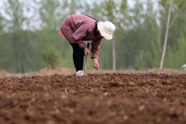 蚕豆什么时候种植,北方在3月上旬到4月中旬播种