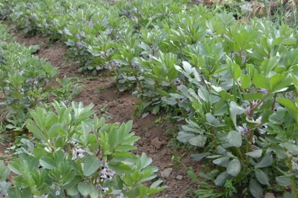 蚕豆什么时候种植,北方在3月上旬到4月中旬播种