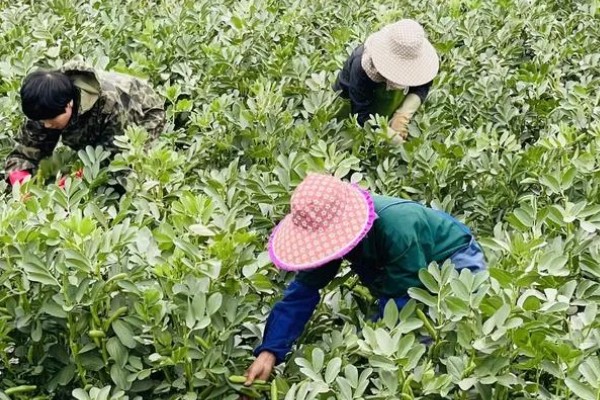 蚕豆什么时候种植,北方在3月上旬到4月中旬播种