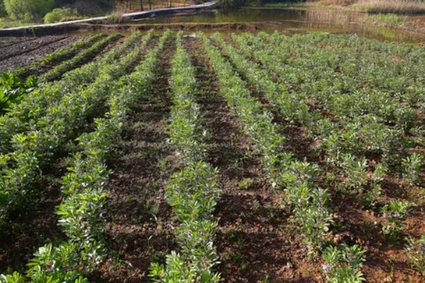 蚕豆什么时候种植,北方在3月上旬到4月中旬播种