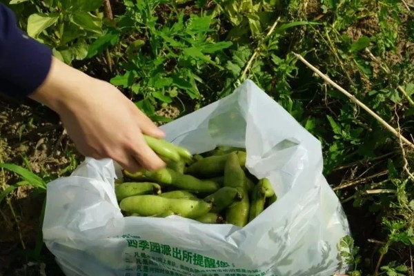 蚕豆什么时候种植,北方在3月上旬到4月中旬播种