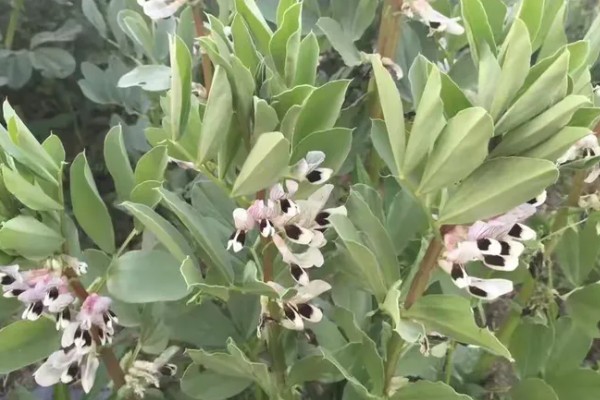 蚕豆什么时候种植,北方在3月上旬到4月中旬播种