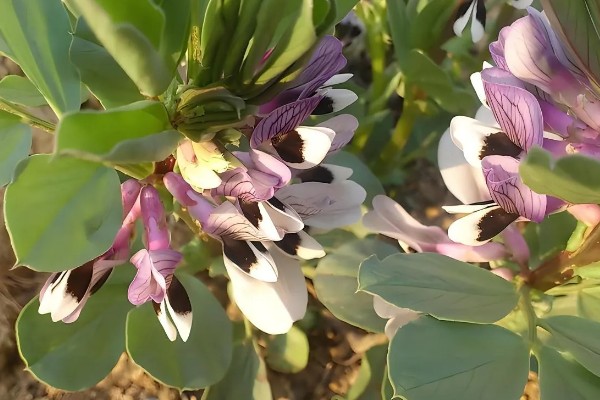 蚕豆什么时候种植,北方在3月上旬到4月中旬播种