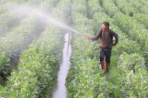 蚕豆什么时候种植,北方在3月上旬到4月中旬播种