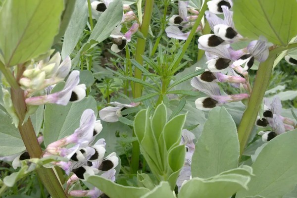 蚕豆什么时候种植,北方在3月上旬到4月中旬播种