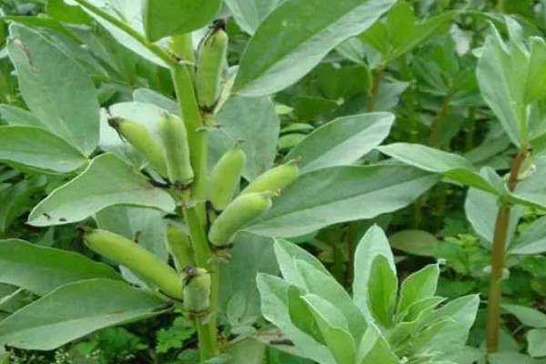 蚕豆什么时候种植,北方在3月上旬到4月中旬播种