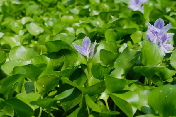 水葫芦能不能做饲料,可作为辅料用来饲喂家禽