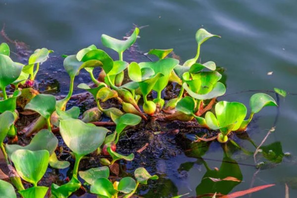 水葫芦能不能做饲料,可作为辅料用来饲喂家禽