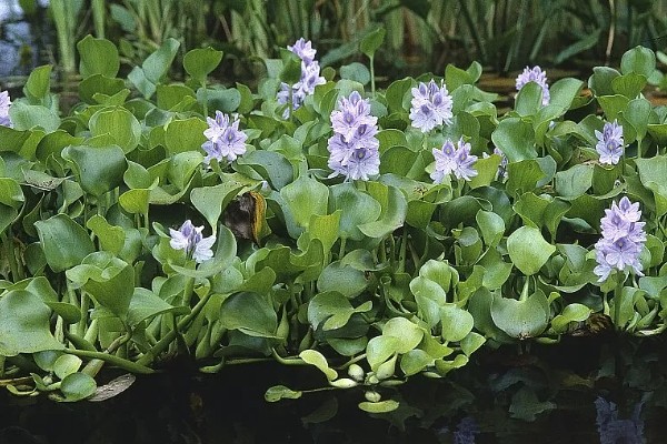 水葫芦能不能做饲料,可作为辅料用来饲喂家禽