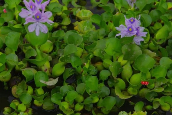 水葫芦能不能做饲料,可作为辅料用来饲喂家禽