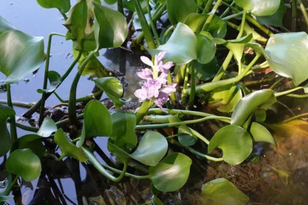 水葫芦能不能做饲料,可作为辅料用来饲喂家禽