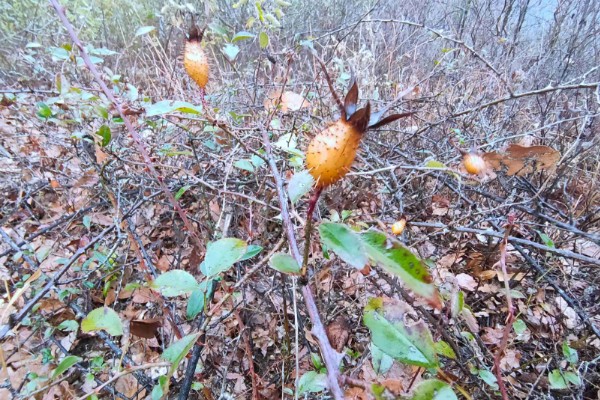 金樱子的种植时间，选择春季和冬季均可