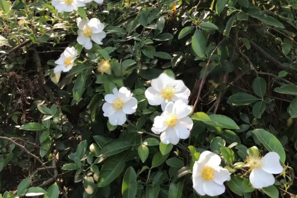 金樱子的种植时间，选择春季和冬季均可