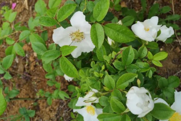 金樱子的种植时间，选择春季和冬季均可