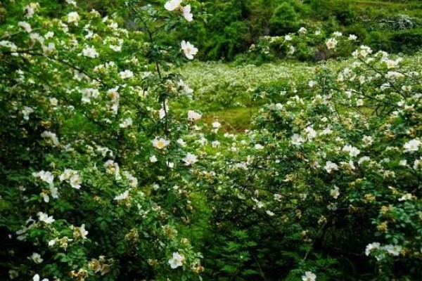 金樱子的种植时间，选择春季和冬季均可