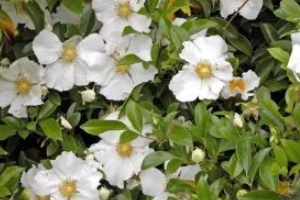 金樱子的种植时间，选择春季和冬季均可