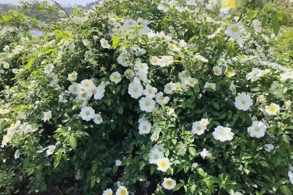 金樱子的种植时间，选择春季和冬季均可