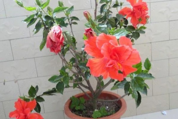 为什么重瓣朱槿花没开就掉了,可能是土壤板结所致