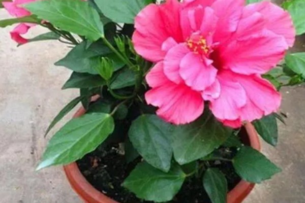 为什么重瓣朱槿花没开就掉了,可能是土壤板结所致