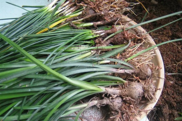 韭兰球根如何养殖，将其放在充足光照的地方养护