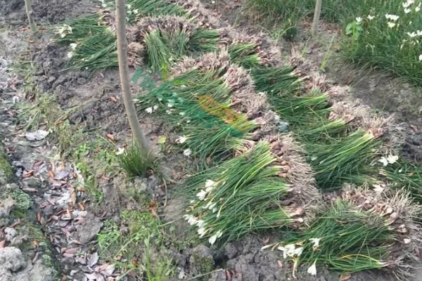 韭兰球根如何养殖，将其放在充足光照的地方养护