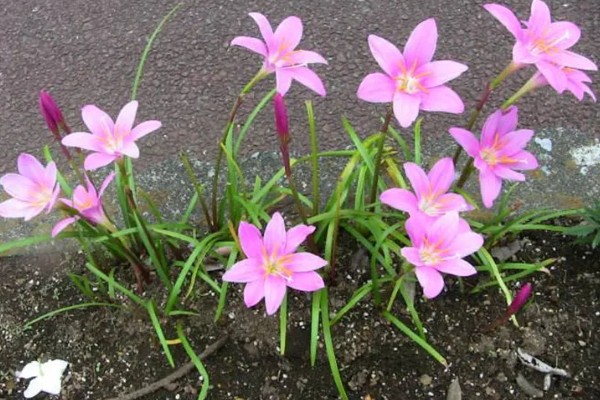 韭兰球根如何养殖，将其放在充足光照的地方养护