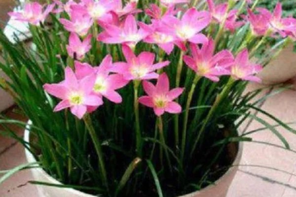 韭兰球根如何养殖，将其放在充足光照的地方养护