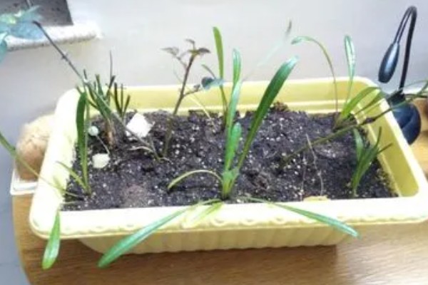 韭兰球根如何养殖，将其放在充足光照的地方养护