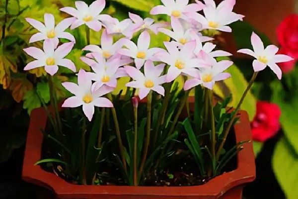 韭兰球根如何养殖，将其放在充足光照的地方养护