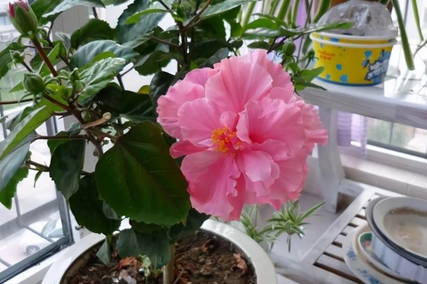 为什么重瓣朱槿花没开就掉了,可能是土壤板结所致