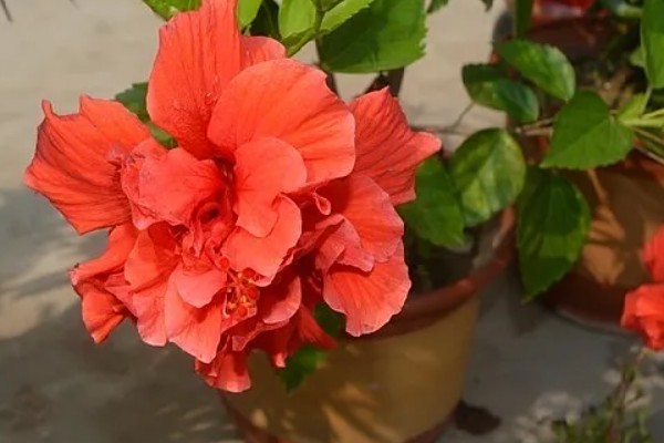 为什么重瓣朱槿花没开就掉了,可能是土壤板结所致