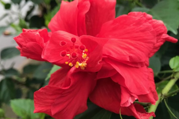 为什么重瓣朱槿花没开就掉了,可能是土壤板结所致