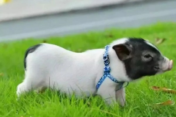 香猪的寿命，寿命是10-25年