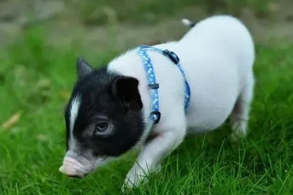 香猪的寿命，寿命是10-25年