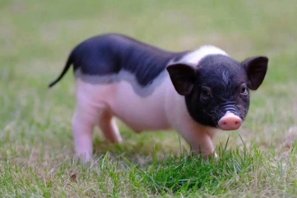 香猪的寿命，寿命是10-25年