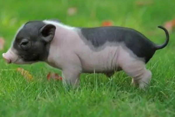 香猪的寿命，寿命是10-25年