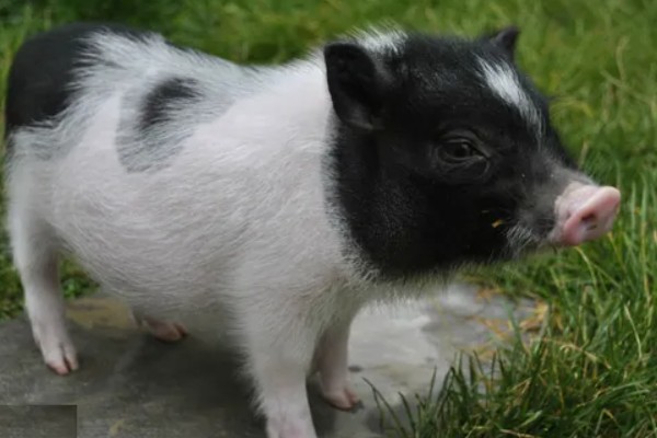 香猪的寿命，寿命是10-25年