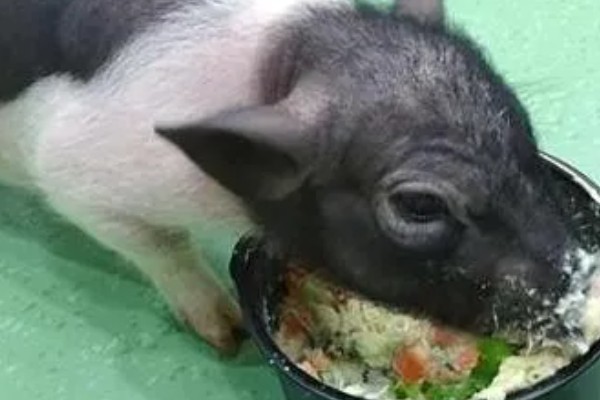 香猪的寿命，寿命是10-25年