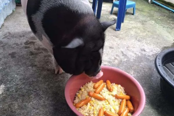 香猪的寿命，寿命是10-25年