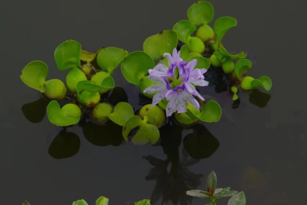 水葫芦能不能做饲料,可作为辅料用来饲喂家禽