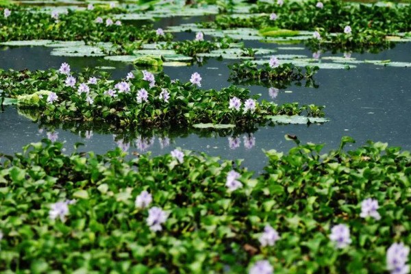 水葫芦能不能做饲料,可作为辅料用来饲喂家禽